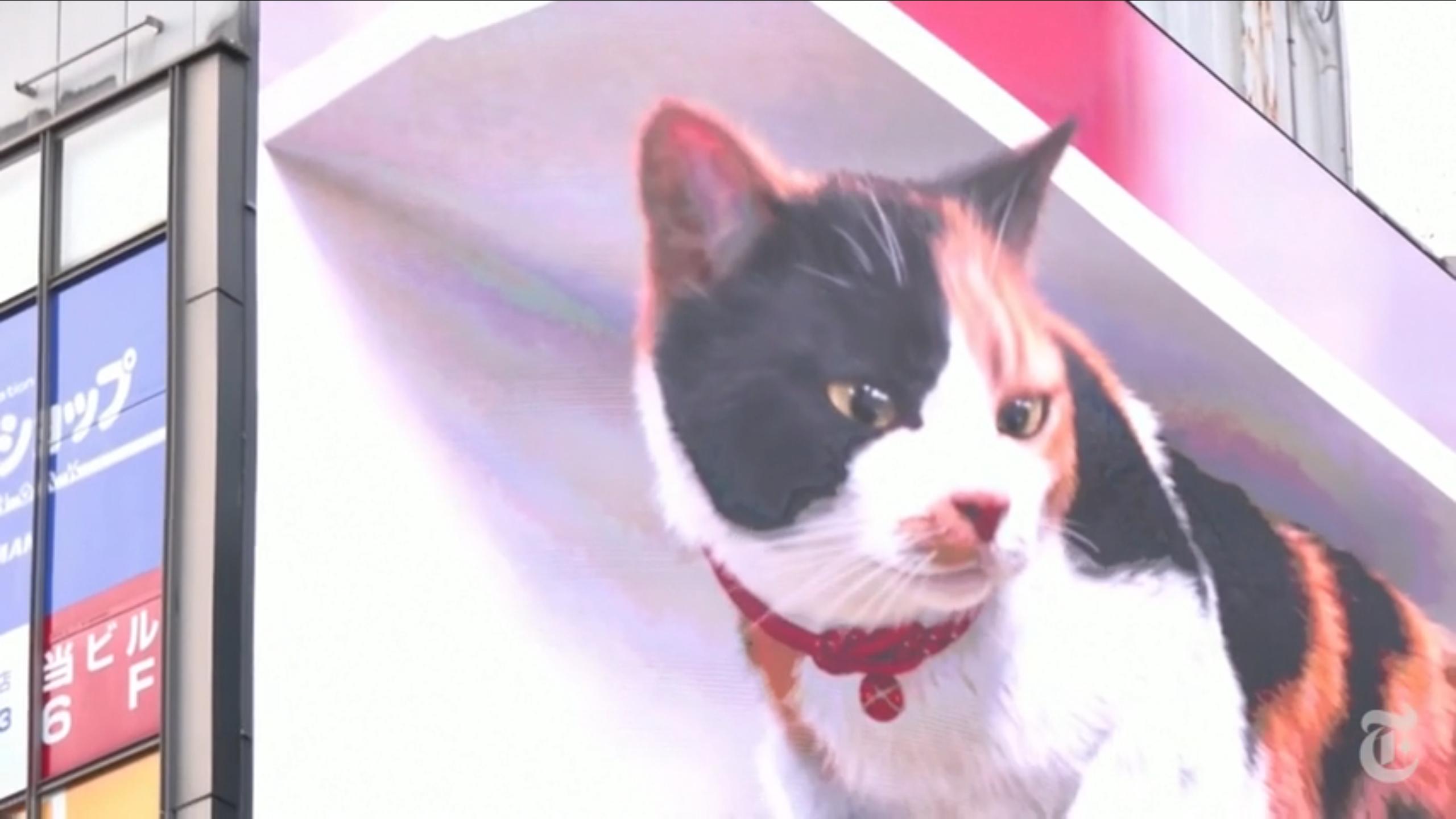 “萌”化人心：巨型3D猫咪亮相日本街头