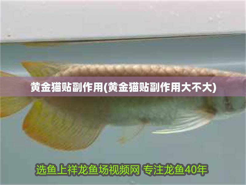 黄金猫贴副作用(黄金猫贴副作用大不大)