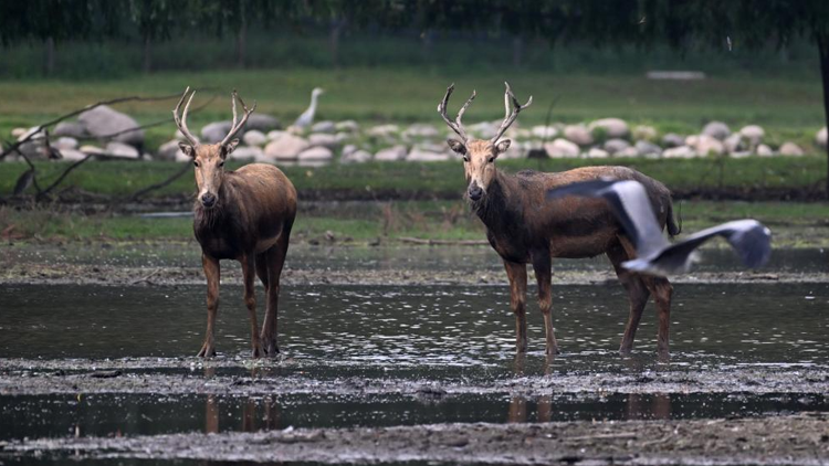 微信最新公告:打击清理!