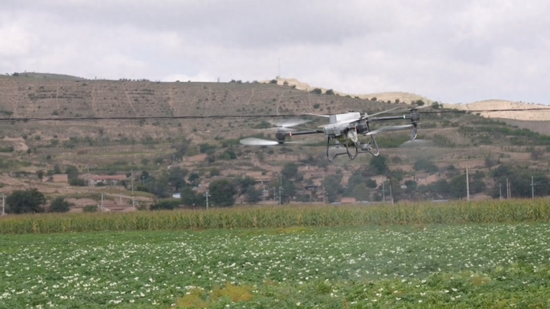 马铃薯生长关键期，会宁用无人机喷药防病害，增产有保障