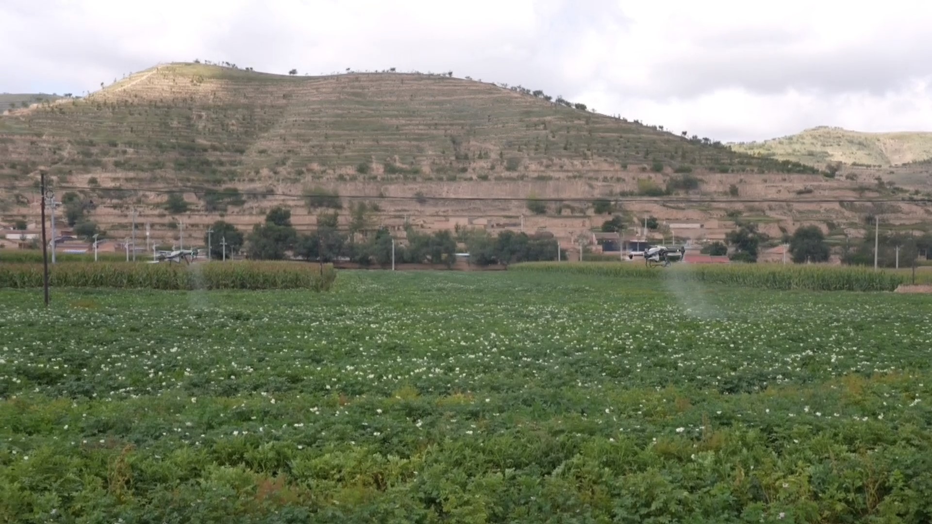 马铃薯生长关键期，会宁用无人机喷药防病害，增产有保障