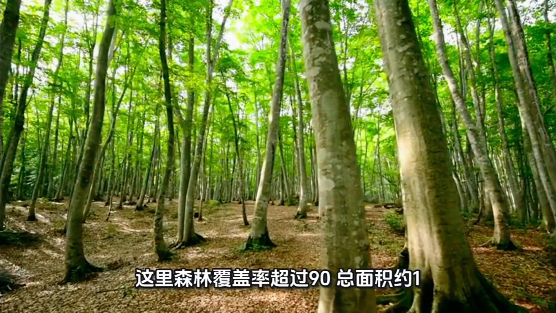 在九天国际生态旅游度假区，探索自然的奥秘！