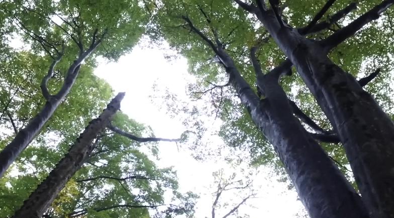 《对话绿色先锋》今晚回归 首站领略南江生态之美