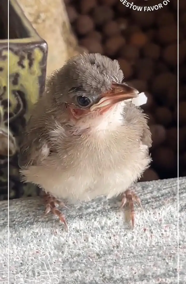 杨小娟晒半山豪宅喜鹊报喜,吕良伟娶旺夫女家业兴旺,儿子有出息