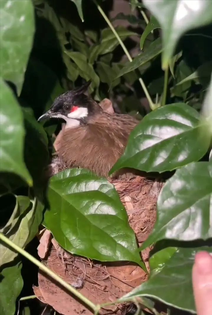 杨小娟晒半山豪宅喜鹊报喜,吕良伟娶旺夫女家业兴旺,儿子有出息