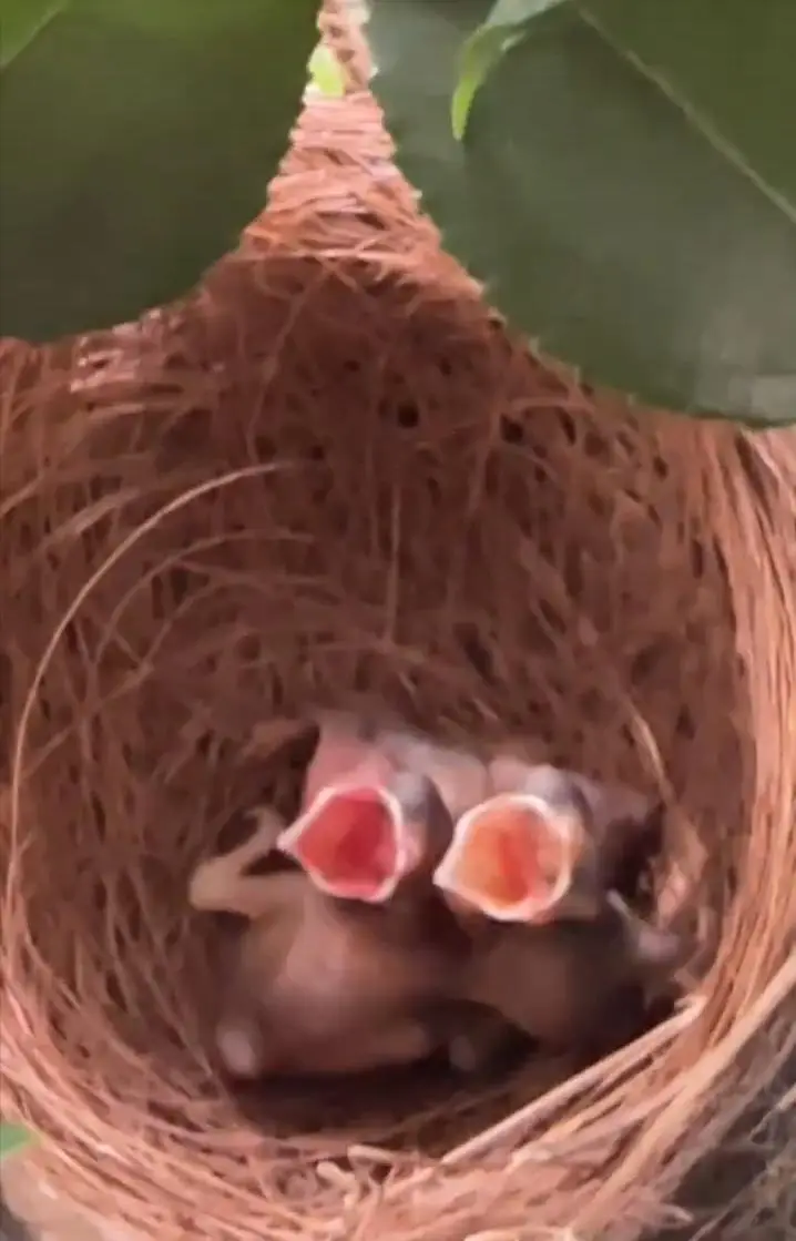 杨小娟晒半山豪宅喜鹊报喜,吕良伟娶旺夫女家业兴旺,儿子有出息