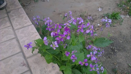 最强拍照四核机中国化 行货HTC One X评测