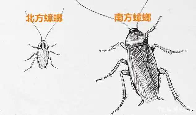 在电脑桌面上养蟑螂，除了喂食还能给它戴蝴蝶结