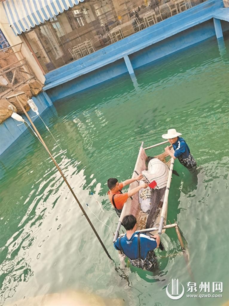 中华白海豚为何会受困搁浅？泉州相关救助力量怎么样？走进海洋野生动物的“120”