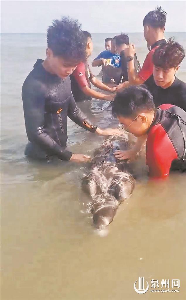 中华白海豚为何会受困搁浅？泉州相关救助力量怎么样？走进海洋野生动物的“120”