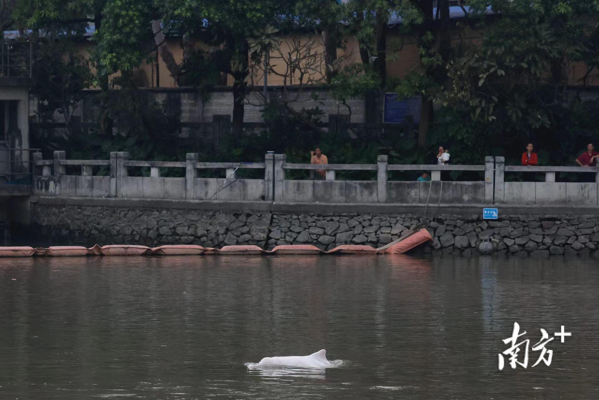 白海豚误入广州内河6天：亟待救助，却难寻踪迹