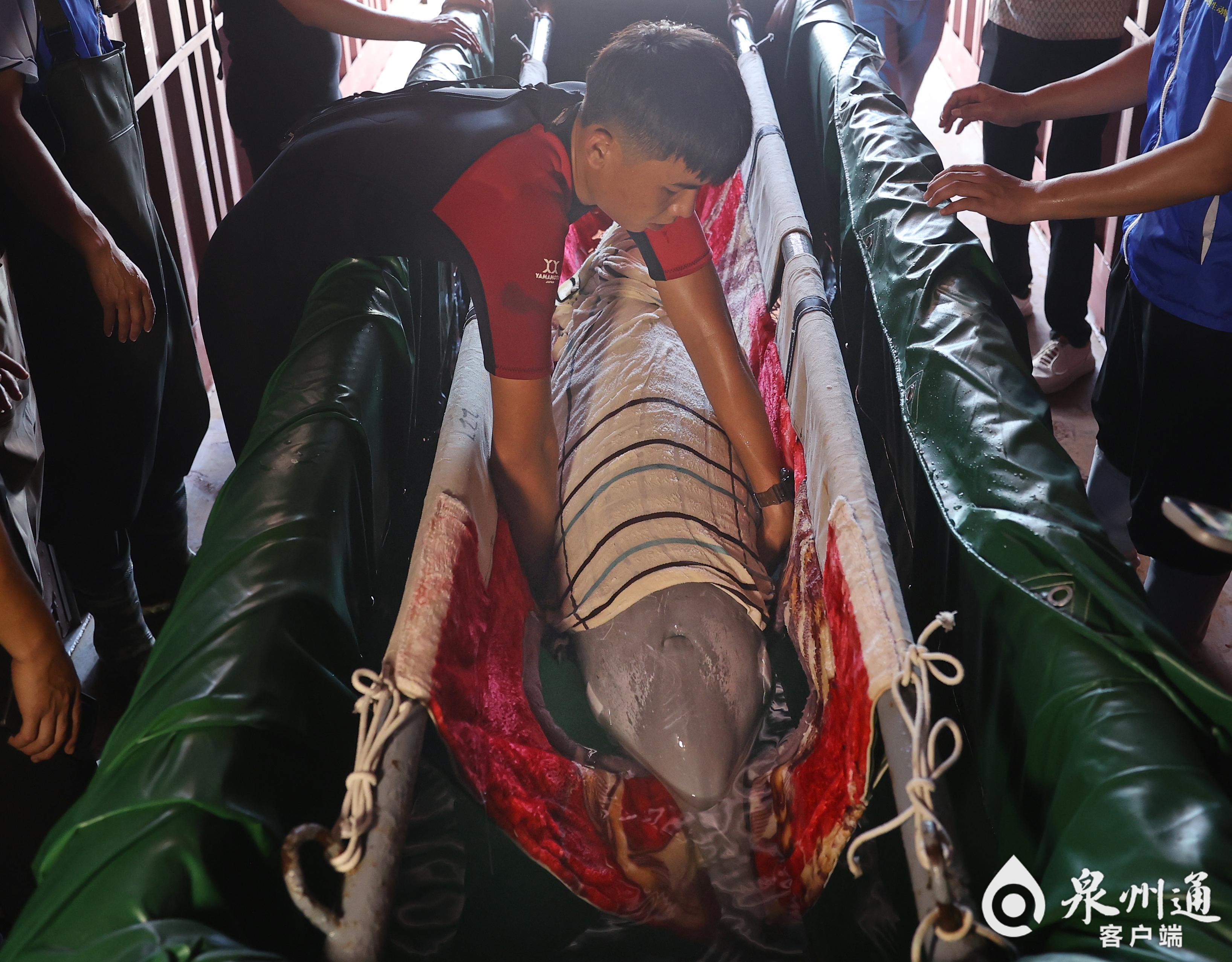 全国首例！从重伤搁浅到健康归海，中华白海豚福建“重生”记