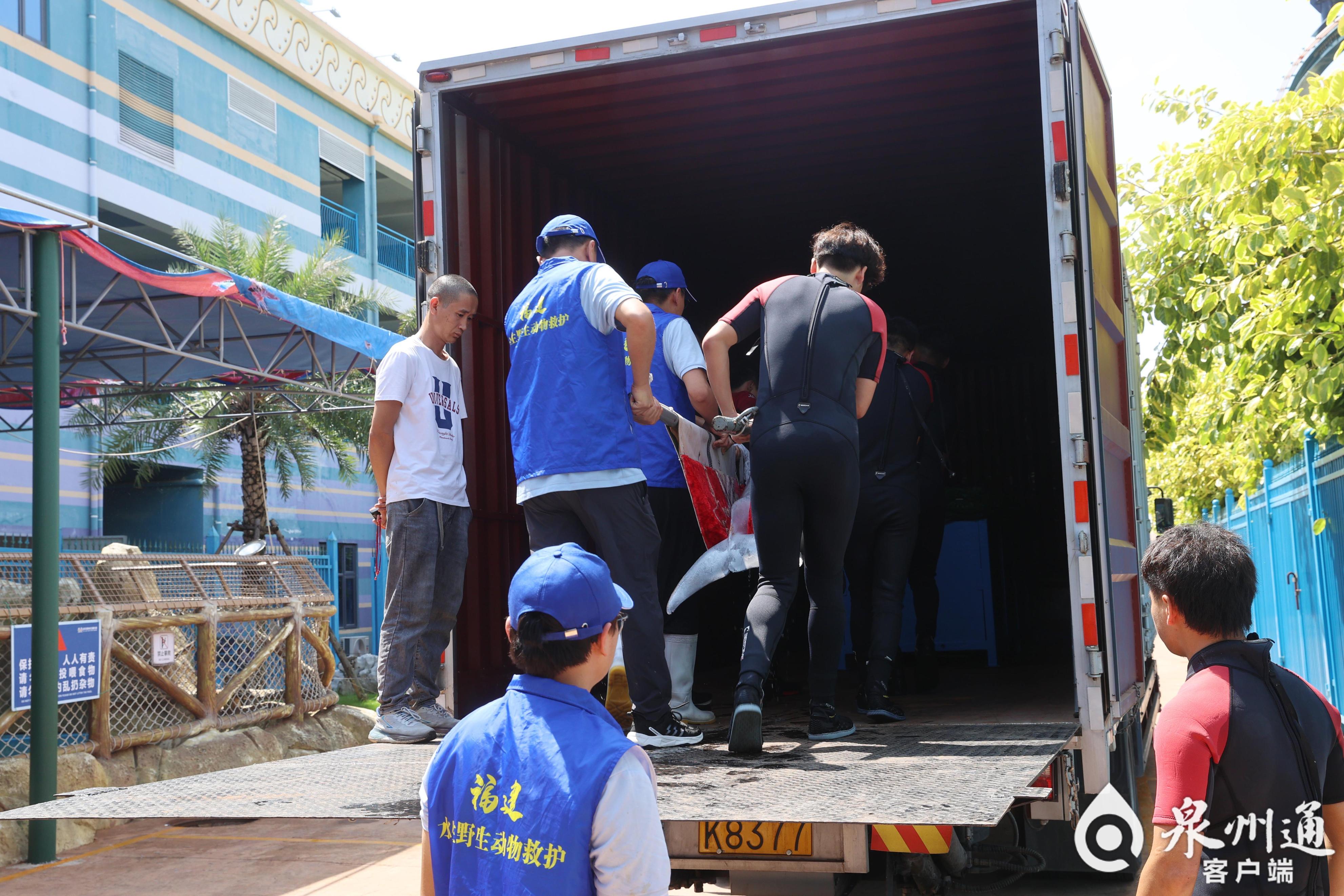 全国首例！从重伤搁浅到健康归海，中华白海豚福建“重生”记