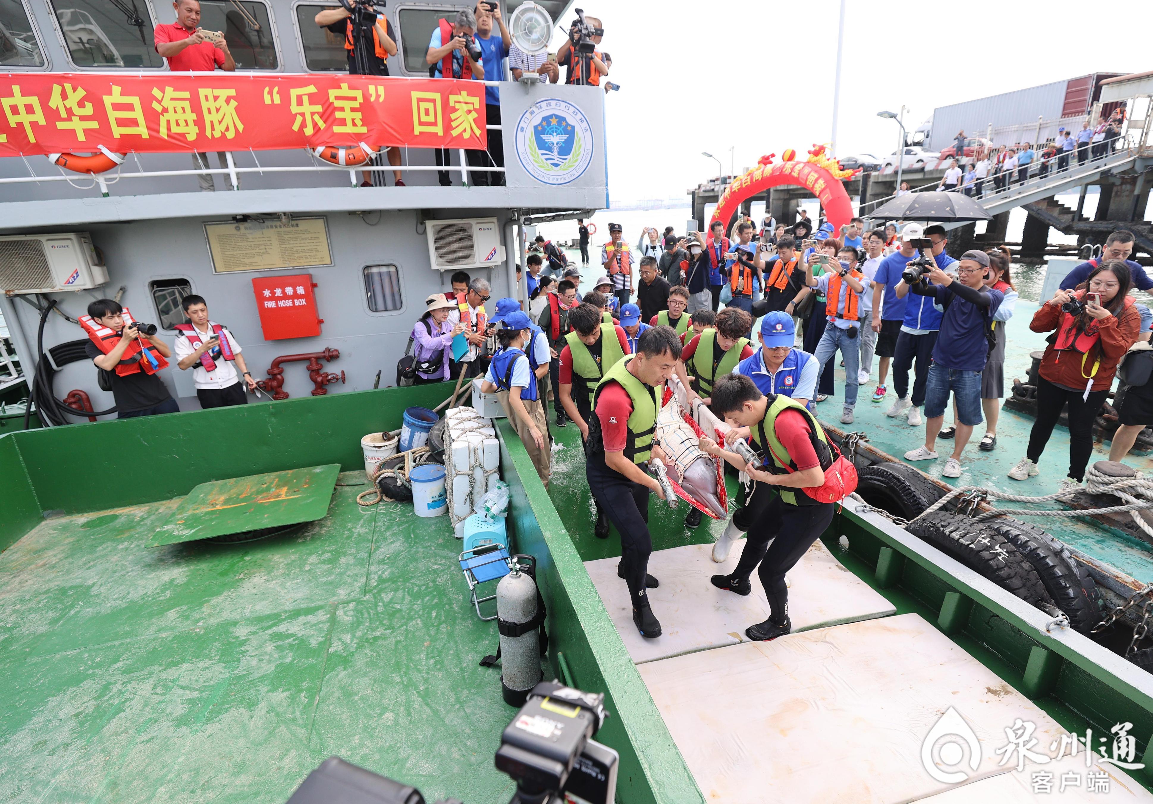 全国首例！从重伤搁浅到健康归海，中华白海豚福建“重生”记