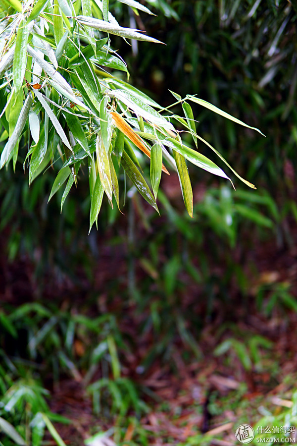 剁手 SIGMA 适马 30mm F1.4 DC DN E卡口 镜头 开箱及使用体验