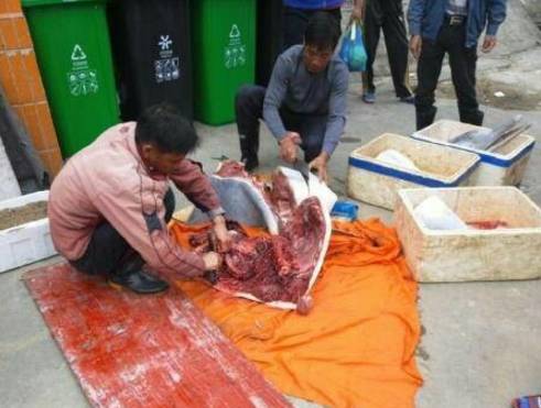 这只被端上餐桌的中华白海豚，让“吃货”这个词浸满了鲜血