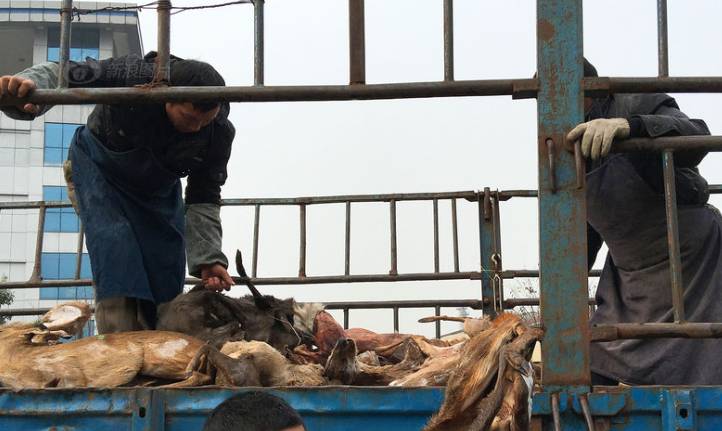 这只被端上餐桌的中华白海豚，让“吃货”这个词浸满了鲜血