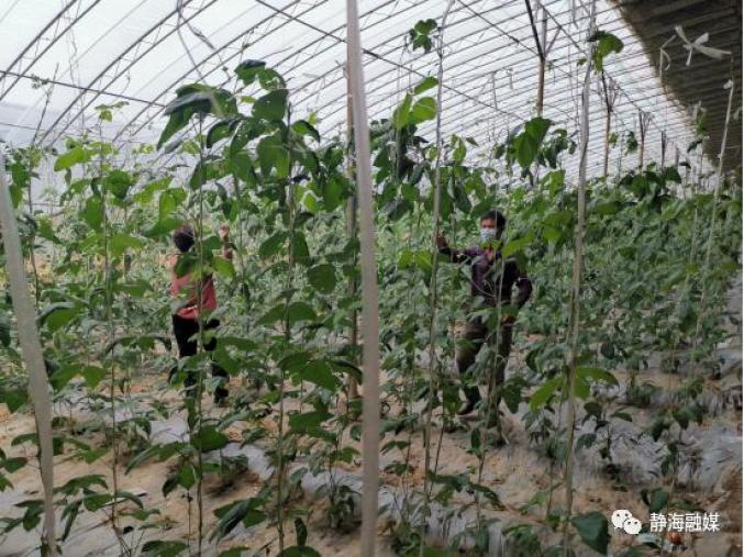 静海区：气象服务筑牢防汛“第一道防线”