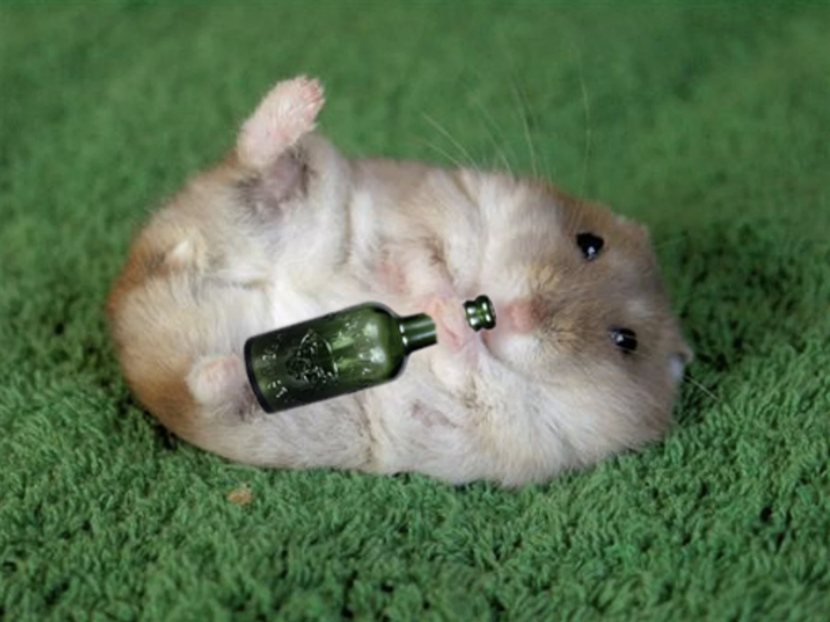 一天96瓶啤酒，再能喝的人也拼不过仓鼠