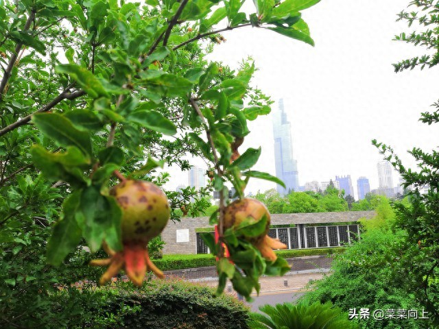 2026年入梅出梅时间确定！哪天入梅、哪天出梅？今夏雨水多不多？