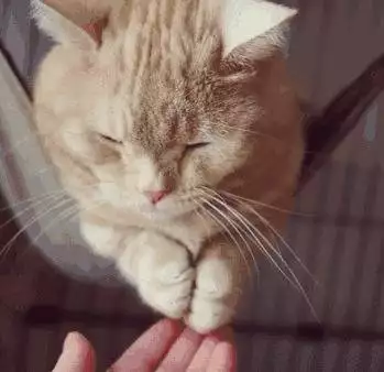 摸猫爪时，猫咪心里在想什么？这7种想法你未必知道