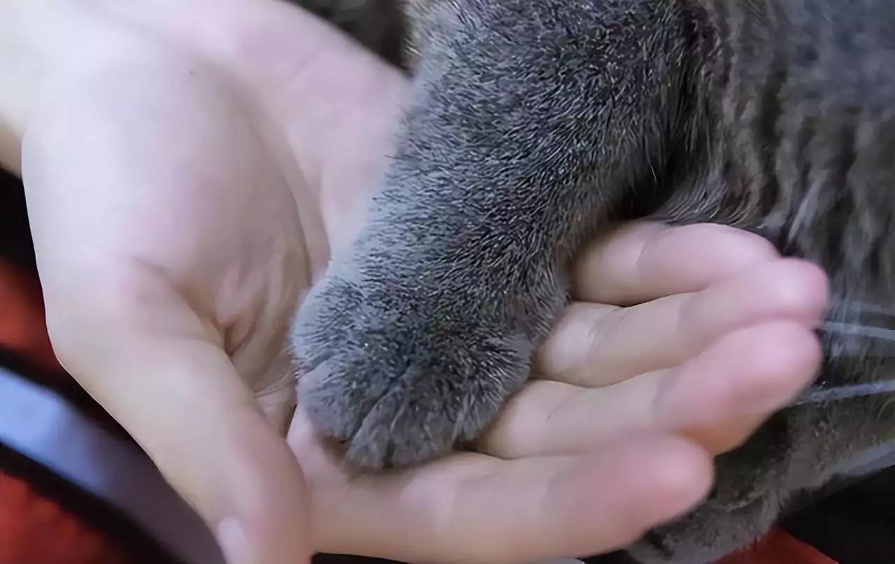 摸猫爪时，猫咪心里在想什么？这7种想法你未必知道