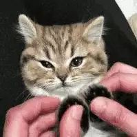 摸猫爪时，猫咪心里在想什么？这7种想法你未必知道