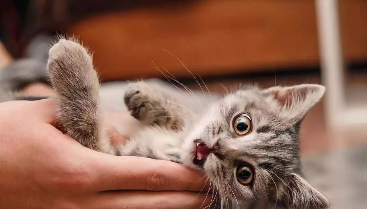 摸猫爪时，猫咪心里在想什么？这7种想法你未必知道