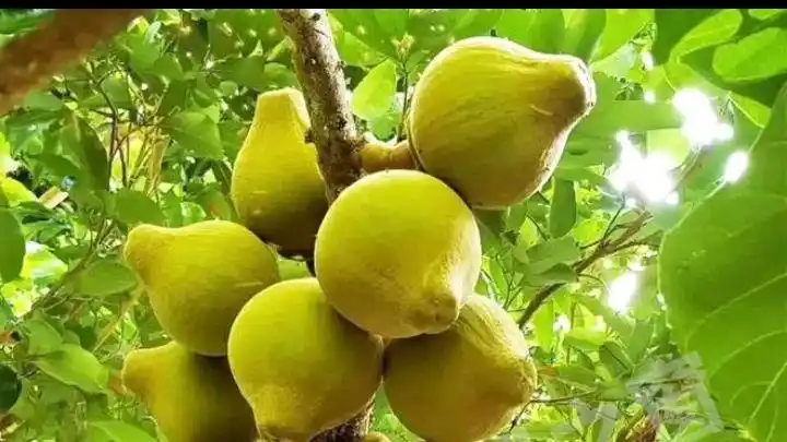 想了解海南琼海吗？让我们一同走进琼海的世界