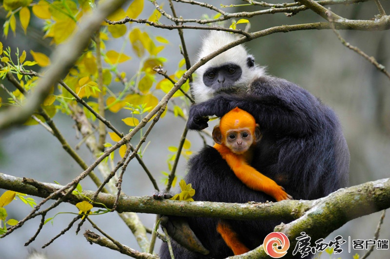 白头叶猴生态旅游区：走出守护与发展的双赢之路