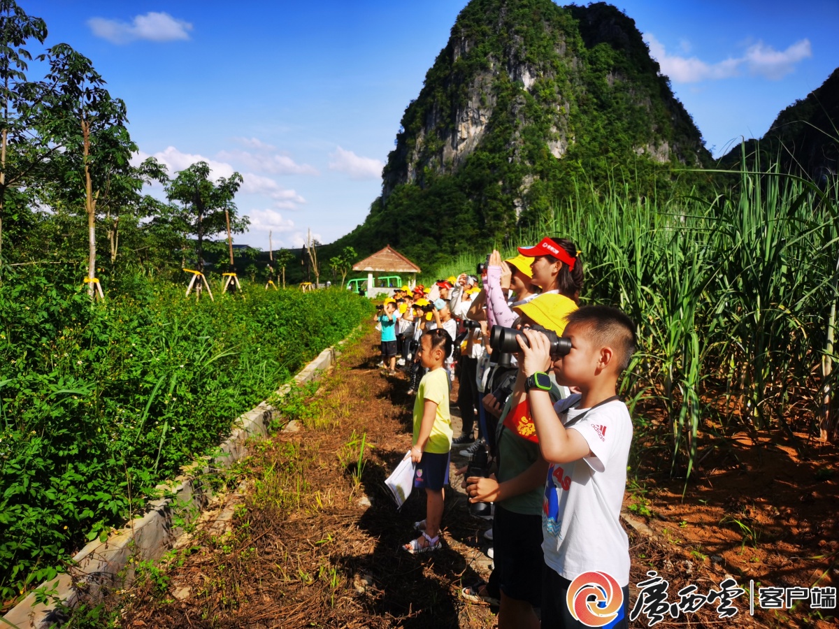 白头叶猴生态旅游区：走出守护与发展的双赢之路