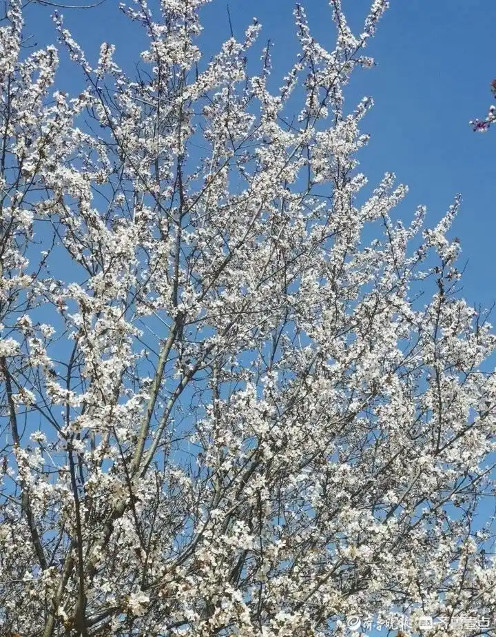 母亲节征文｜陪伴（散文）