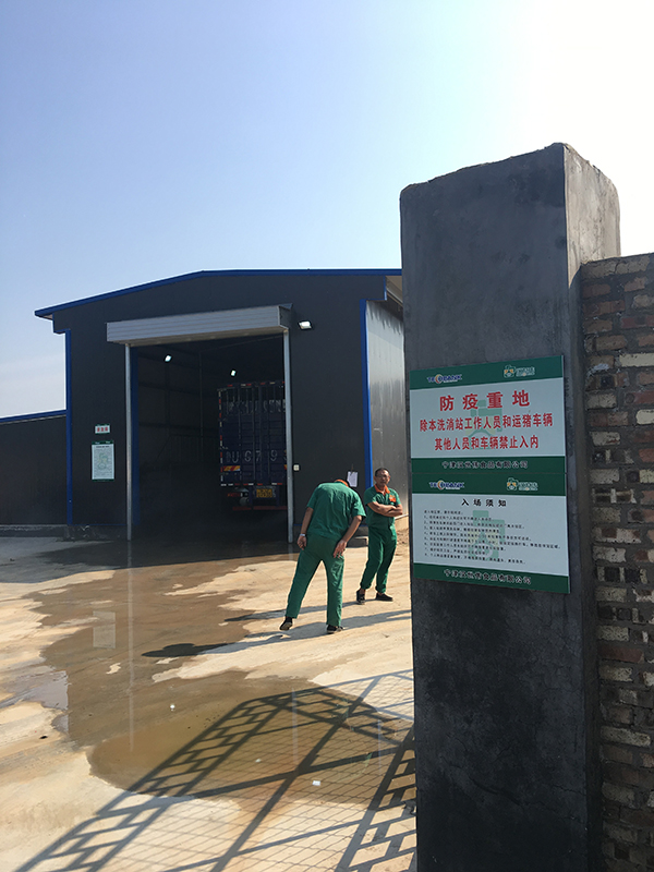 养猪企业走访:母猪存栏目标调高五成 项目昼夜施工