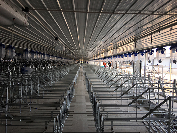 养猪企业走访:母猪存栏目标调高五成 项目昼夜施工