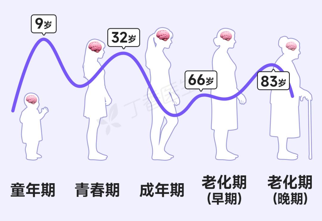 别急，青春期到 32 岁才结束！大脑的一生有 4 次关键转折点