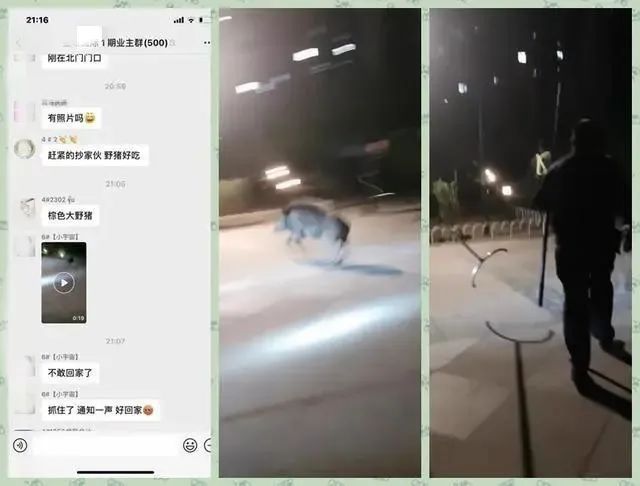 鞍山一小区夜晚窜进野猪吓坏居民 大连曾发生野猪袭人致死