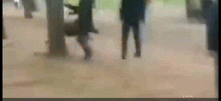 鞍山一小区夜晚窜进野猪吓坏居民 大连曾发生野猪袭人致死