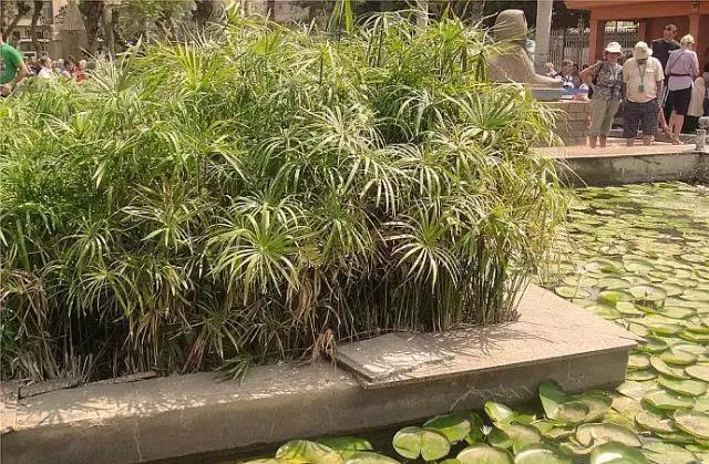 埃及游记- 飞越7000公里，只为遇见你