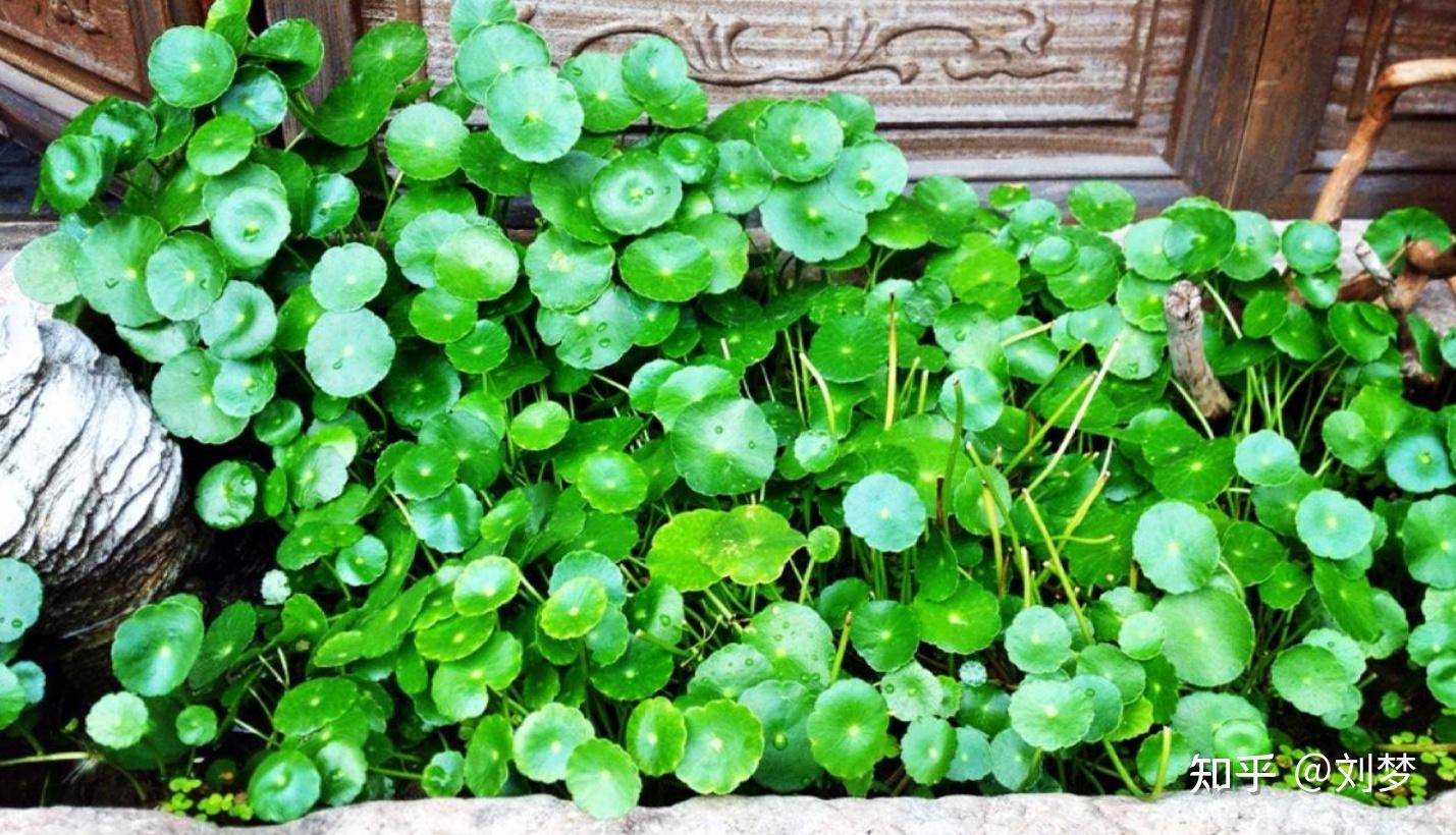 养龟必读：新手养龟入门指南（纯干货）