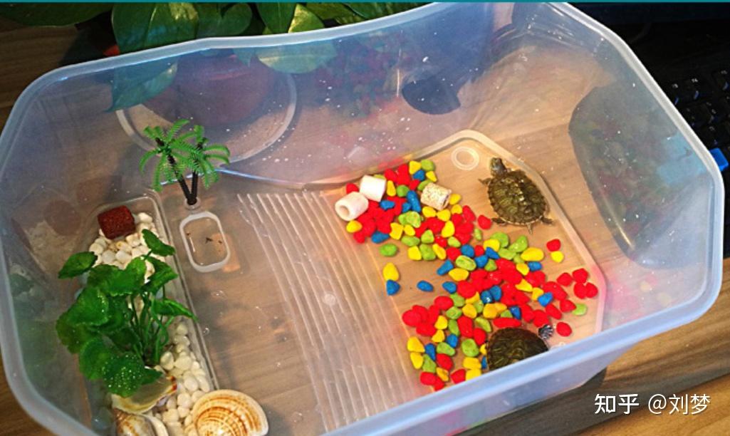 养龟必读：新手养龟入门指南（纯干货）