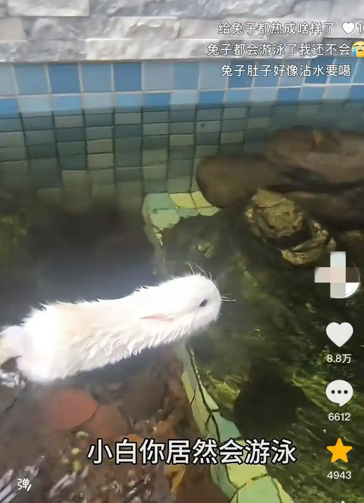 兔子能游泳?宠物医生:入水=玩命,应激反应可致命