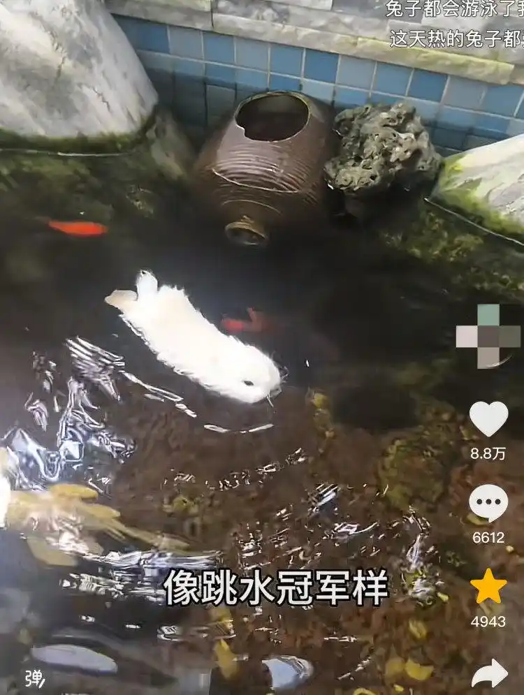 兔子能游泳?宠物医生:入水=玩命,应激反应可致命