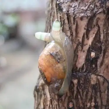 僵尸蜗牛现世!夜间荧光恐怖片既视感