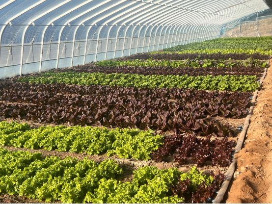 开创！2026新未来——区委三届十三次全会暨区委经济工作会议精神引发热议