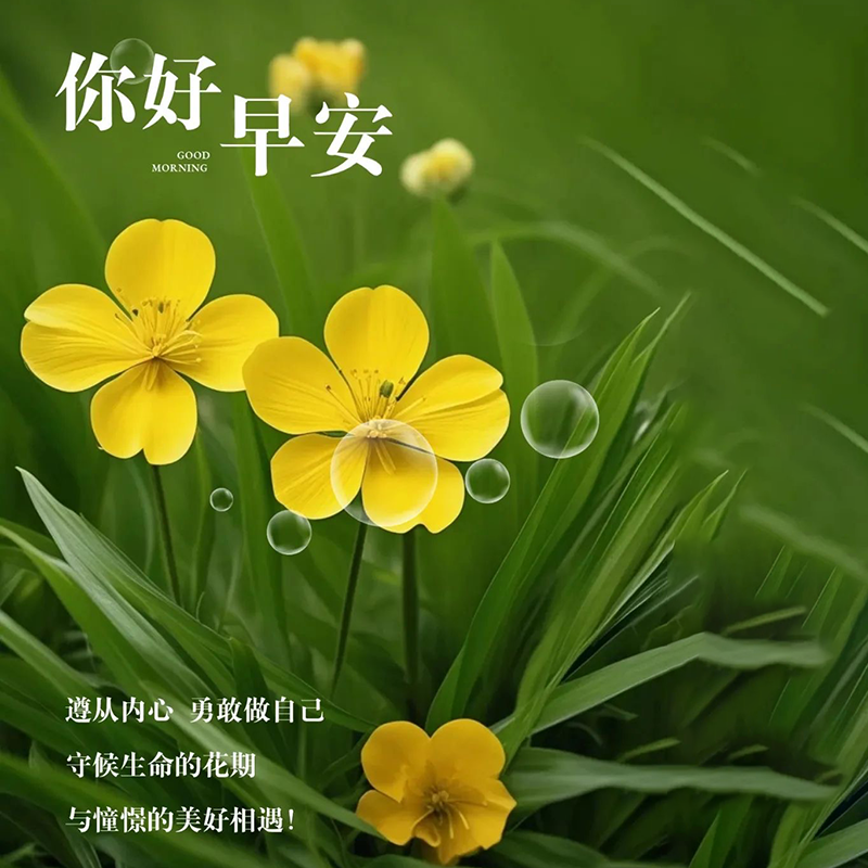 16张早安图片表情包！早上好祝福问候图片！早安吉祥愉快！