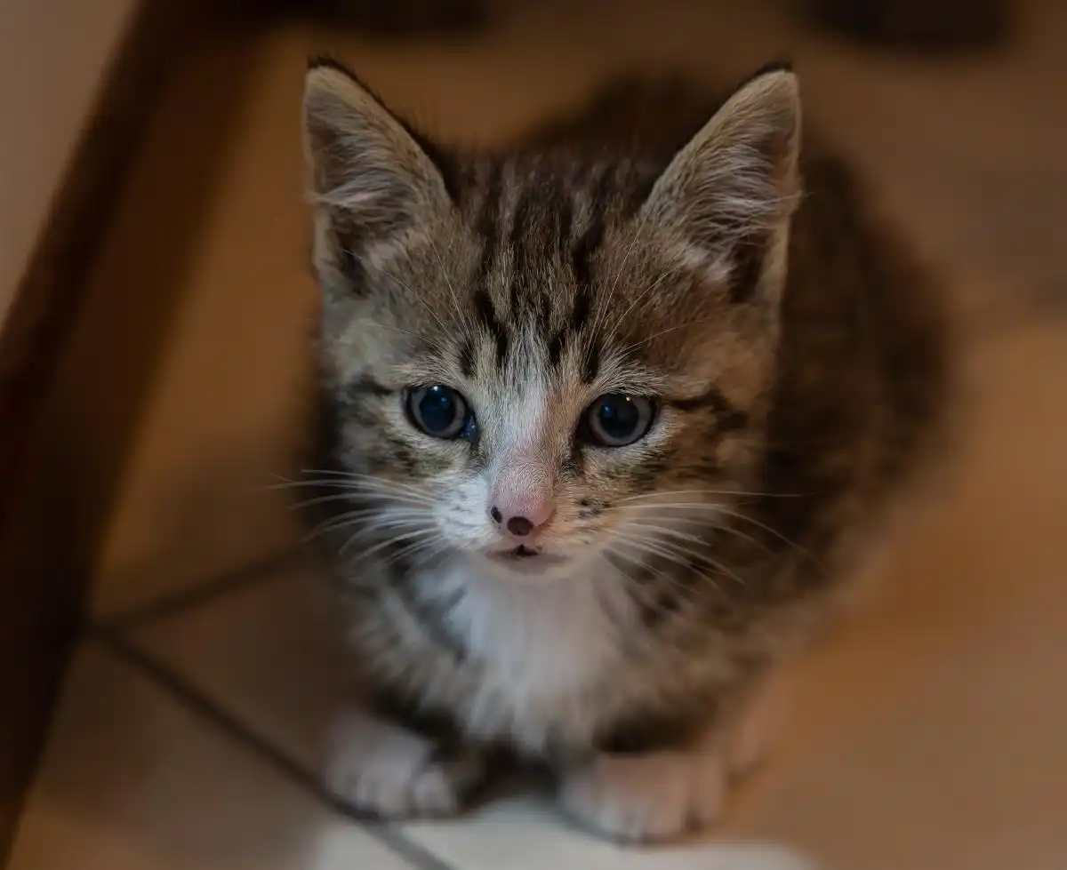 猫饿几天会饿死？