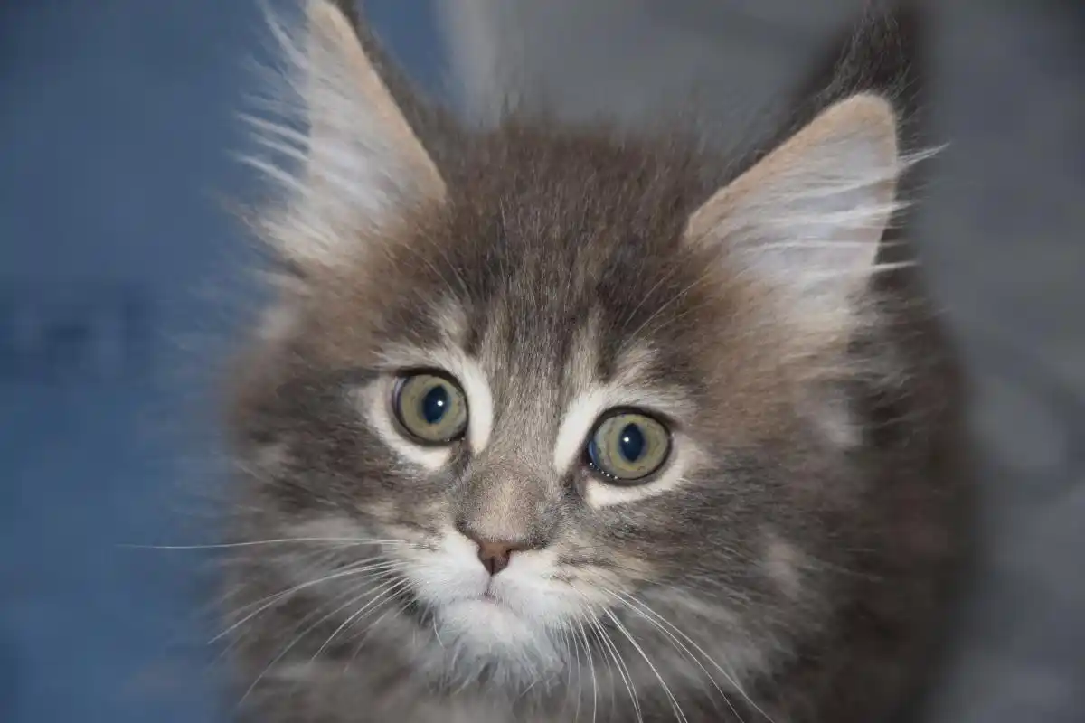 猫饿几天会饿死？