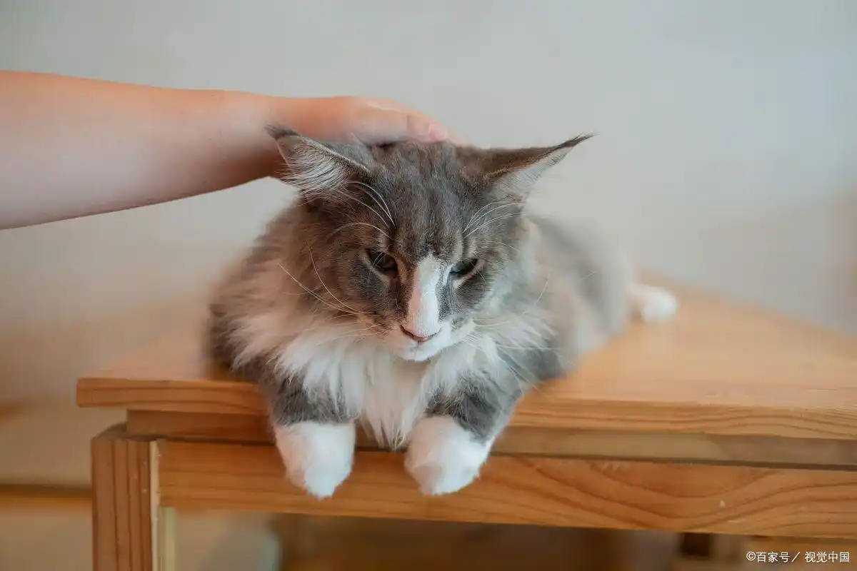 猫咪最多可以饿几天?不同年龄应对方案,养猫人必看