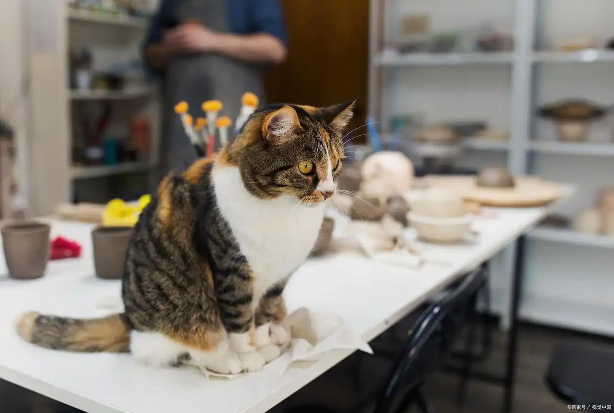猫咪最多可以饿几天?不同年龄应对方案,养猫人必看
