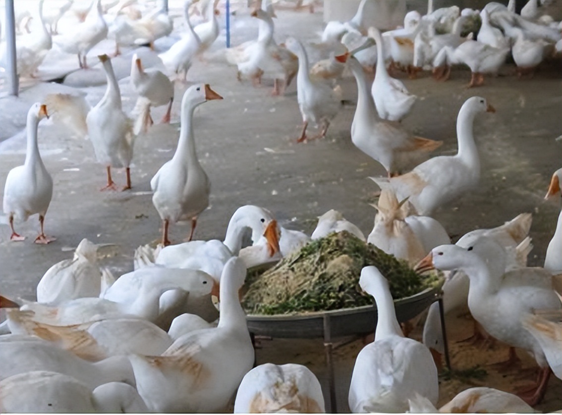 养鹅那么挣钱，为啥现在农村没什么人养？看完就知道了！